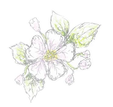 Cherry Blossom by Carolyn Yates
