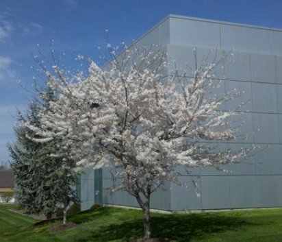 Cherry Blossom Tree